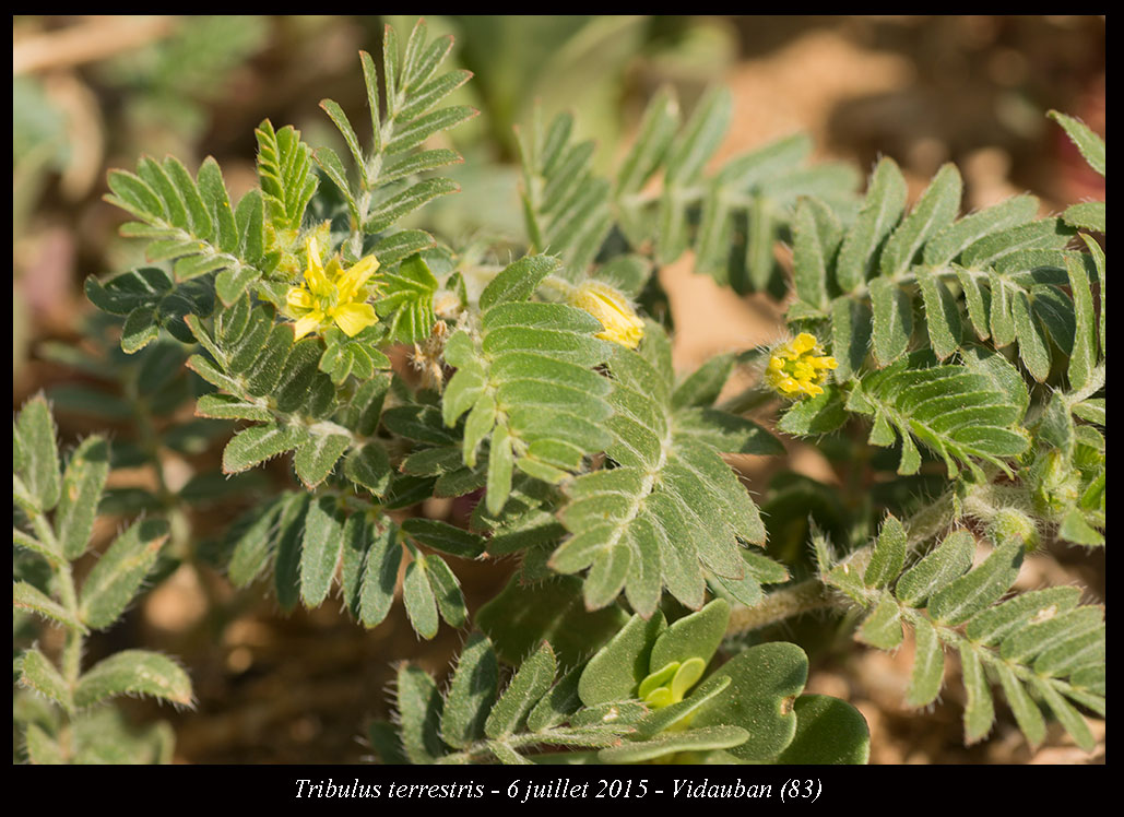 Tribulus terrestris
